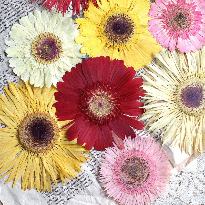 Resin Craft Ideas - 1 adet/7-9cm, Preslenmiş Gerbera Kurutulmuş Çiçekler